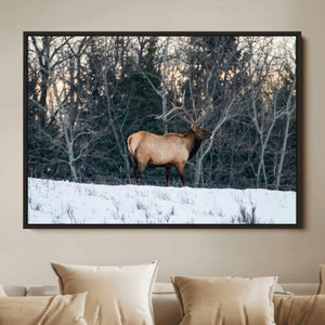 Wild Elk Wall Art Canvas Print – Framed Winter Wildlife