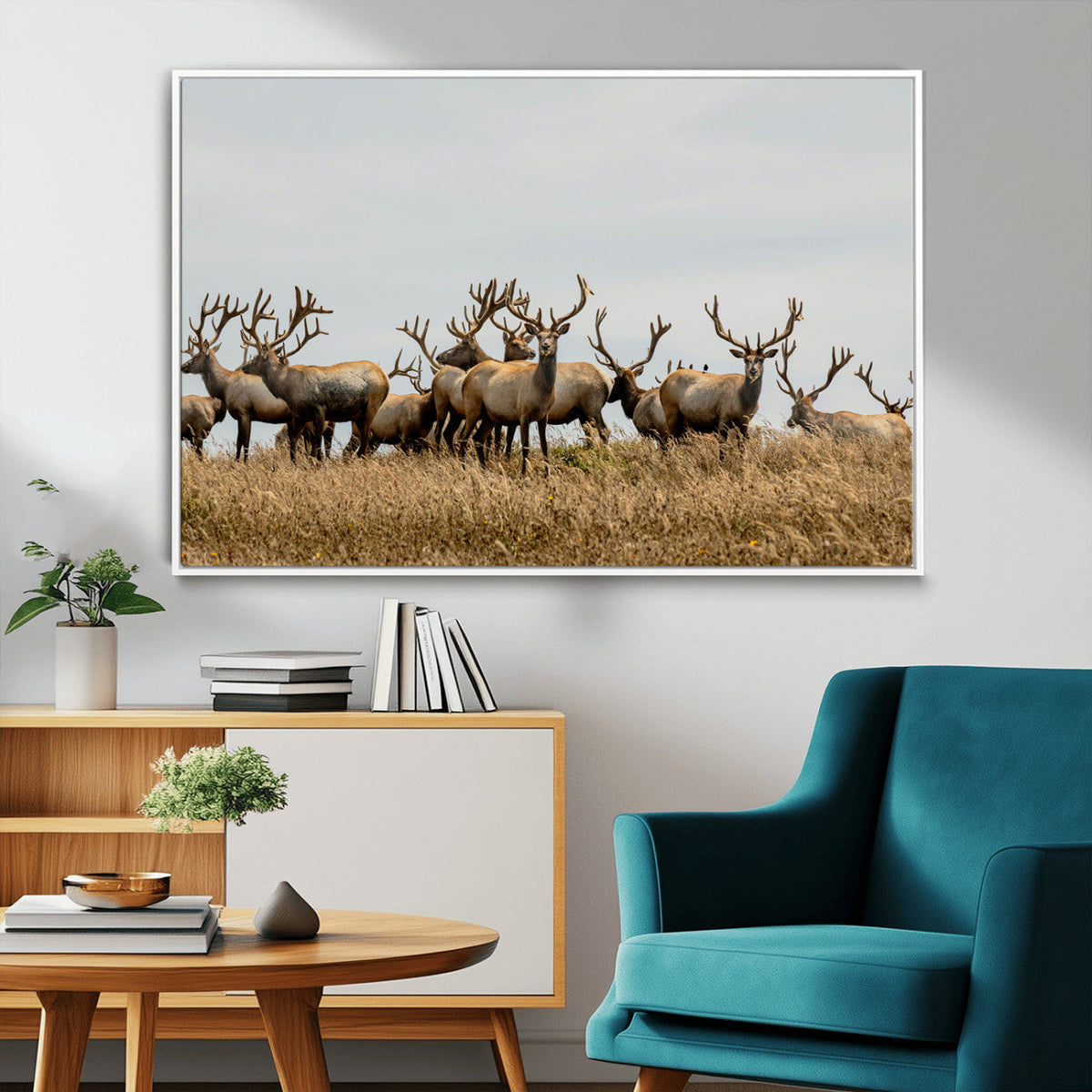 Elk Herd Wall Art Canvas Print – Framed Wildlife Photography