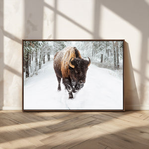 Bison Wall Art Canvas Print For Farmhouse, Animal Canvas