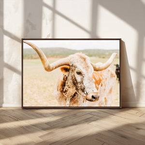 Texas Longhorn Wall Art Canvas Print – Framed Spotted Cow