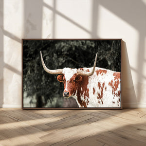 Texas Longhorn Wall Art Canvas Print – Framed Spotted Bull