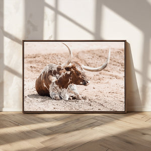 Texas Longhorn Wall Art Canvas Print – Framed Resting Bull