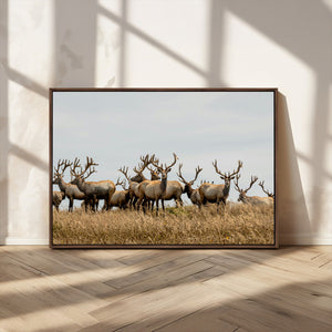 Elk Herd Wall Art Canvas Print – Framed Wildlife Photography