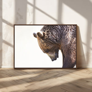 Grizzly Bear Canvas Wall Art Print – Framed Wildlife Nature