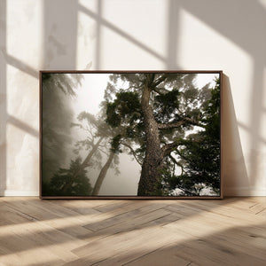 Misty Forest Canvas, Tall Trees Foggy Atmosphere Nature