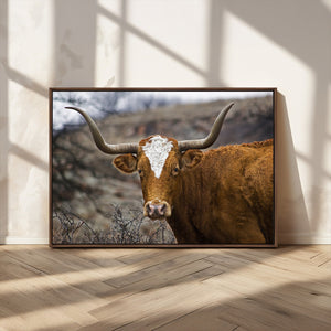 Texas Longhorn Canvas Wall Art - Longhorn Steer Canvas Wall