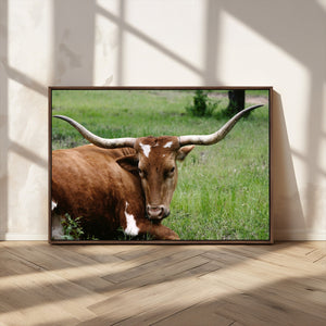 Longhorn Cow Animal Wall Art Canvas Print