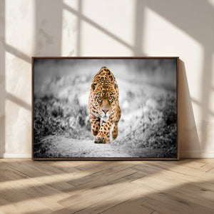 Jaguar Wall Art Canvas Print - Majestic Big Cat in Focused