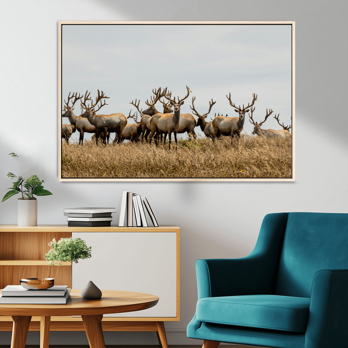 Elk Herd Wall Art Canvas Print – Framed Wildlife Photography