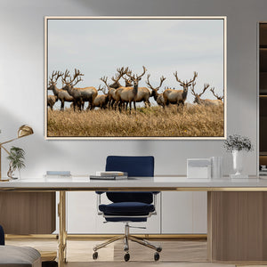 Elk Herd Wall Art Canvas Print – Framed Wildlife Photography