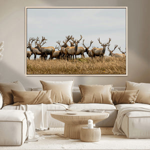 Elk Herd Wall Art Canvas Print – Framed Wildlife Photography