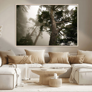 Misty Forest Canvas, Tall Trees Foggy Atmosphere Nature