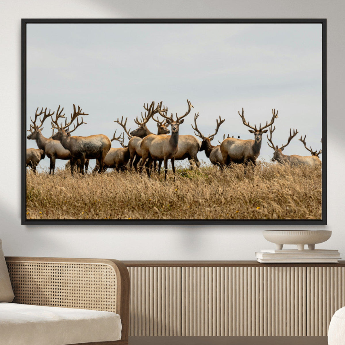 Elk Herd Wall Art Canvas Print – Framed Wildlife Photography