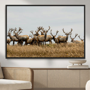 Elk Herd Wall Art Canvas Print – Framed Wildlife Photography