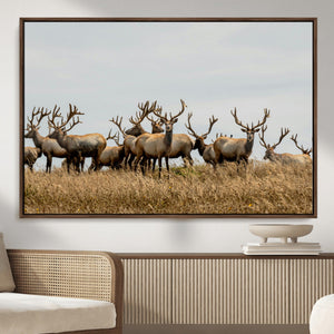 Elk Herd Wall Art Canvas Print – Framed Wildlife Photography