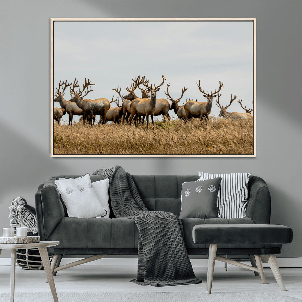 Elk Herd Wall Art Canvas Print – Framed Wildlife Photography