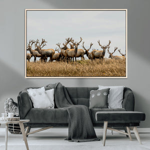 Elk Herd Wall Art Canvas Print – Framed Wildlife Photography