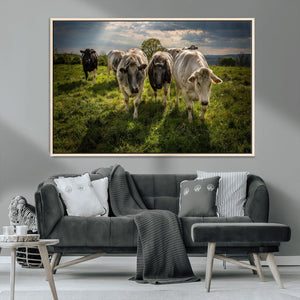 Grazing Cattle Herd Pasture Green Field Livestock Natural