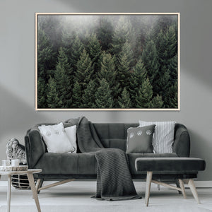 Dense Evergreen Forest Misty Morning Fog Pine Trees Woodland