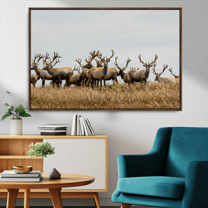 Elk Herd Wall Art Canvas Print – Framed Wildlife Photography