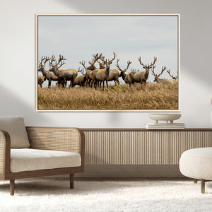 Elk Herd Wall Art Canvas Print – Framed Wildlife Photography