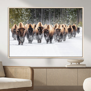 American Bison Herd Wall Art Canvas Print – Powerful Winter