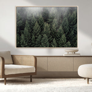 Dense Evergreen Forest Misty Morning Fog Pine Trees Woodland