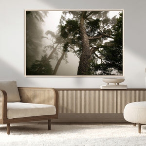 Misty Forest Canvas, Tall Trees Foggy Atmosphere Nature