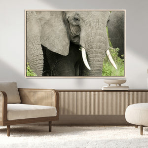 Wild Elephant Wall Art Canvas Print
