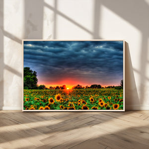 Golden Sunflower Field at Sunset – Breathtaking Sky and