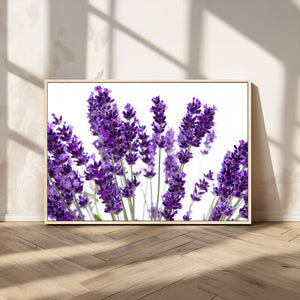 Lavender Flower Wall Art Canvas Print