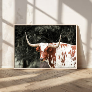 Texas Longhorn Wall Art Canvas Print – Framed Spotted Bull