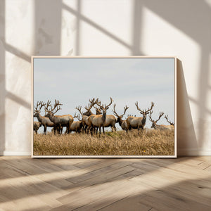 Elk Herd Wall Art Canvas Print – Framed Wildlife Photography