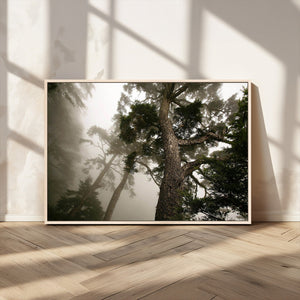 Misty Forest Wall Art Canvas Print, Tall Trees and Foggy