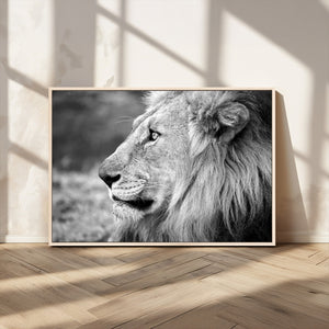 Lion Wall Art Canvas Print – Framed Majestic Wildlife