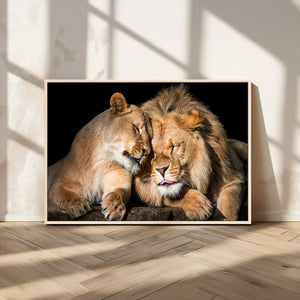 Lion and Lioness Wall Art Canvas Print – Framed African
