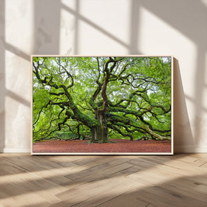 Framed Angel Oak Tree Wall Art - 3-Panel Canvas Prints,