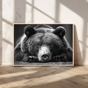 Resting Grizzly 399 Bear Canvas Print | Ready to Hang Wall