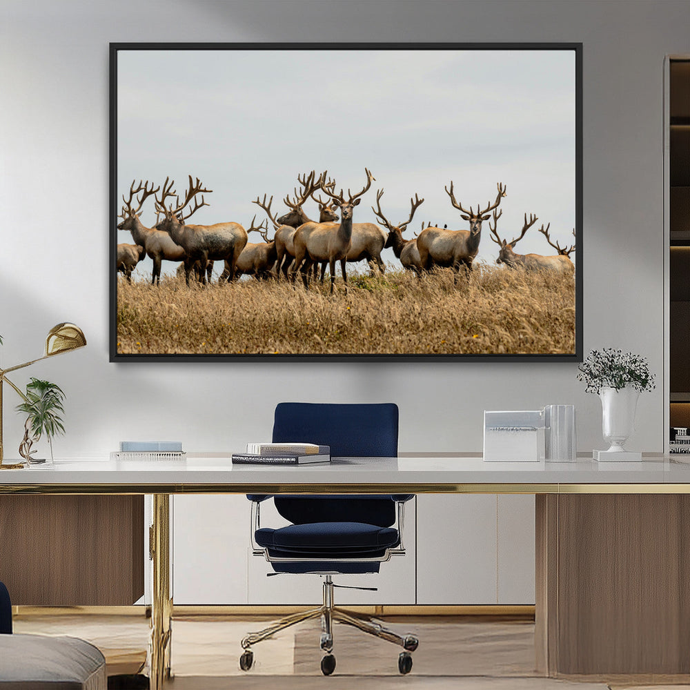 Elk Herd Wall Art Canvas Print – Framed Wildlife Photography