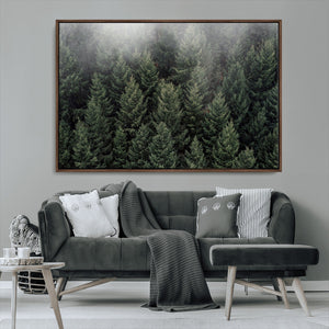 Dense Evergreen Forest Misty Morning Fog Pine Trees Woodland