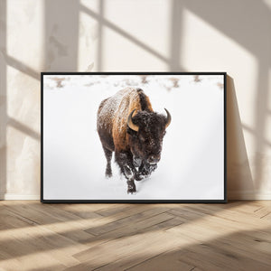 Bison Winter Wall Art Canvas Print For Farmhouse Decor