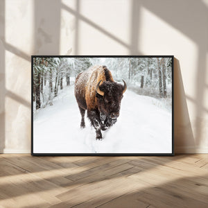 Bison Wall Art Canvas Print For Farmhouse, Animal Canvas