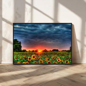 Golden Sunflower Field at Sunset – Breathtaking Sky and