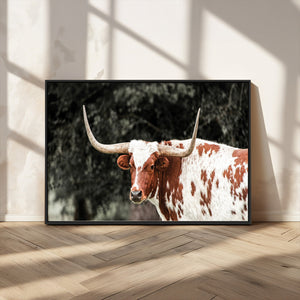 Texas Longhorn Wall Art Canvas Print – Framed Spotted Bull