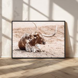 Texas Longhorn Wall Art Canvas Print – Framed Resting Bull