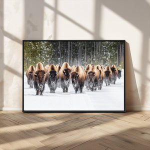 American Bison Herd Wall Art Canvas Print – Powerful Winter
