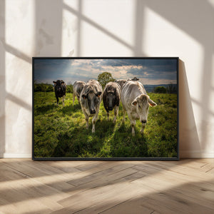 Grazing Cattle Herd Pasture Green Field Livestock Natural
