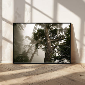 Misty Forest Wall Art Canvas Print, Tall Trees and Foggy