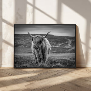 Fluffy Cattle Wall Art Print, Highland Cow Canvas, Framed