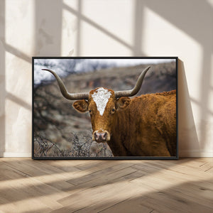Texas Longhorn Canvas Wall Art - Longhorn Steer Canvas Wall